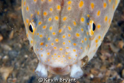 He went for me, but all he got was a mouthful of algae. . . by Kevin Bryant 